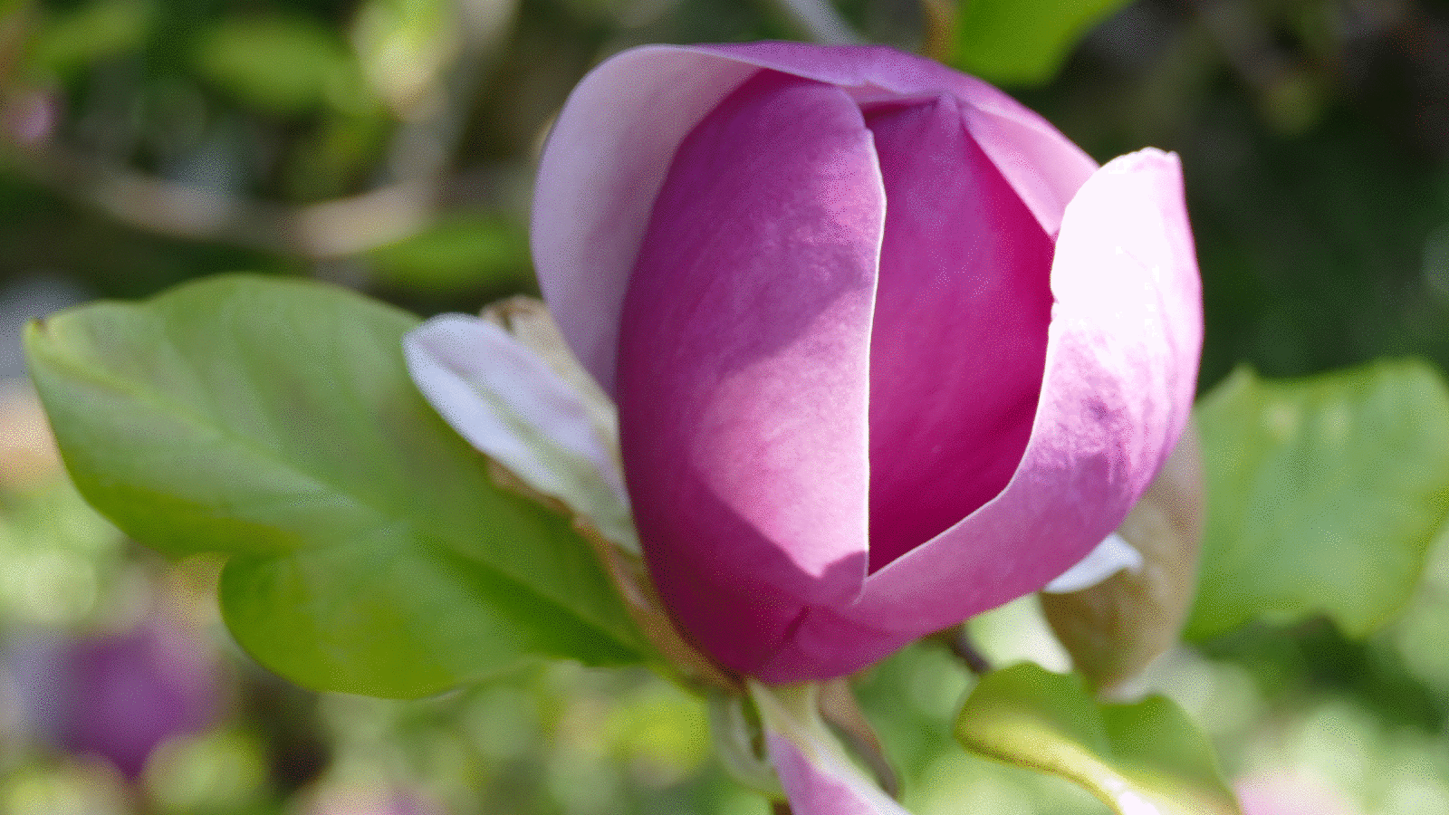 Bepflanzung von Gartenanlagen