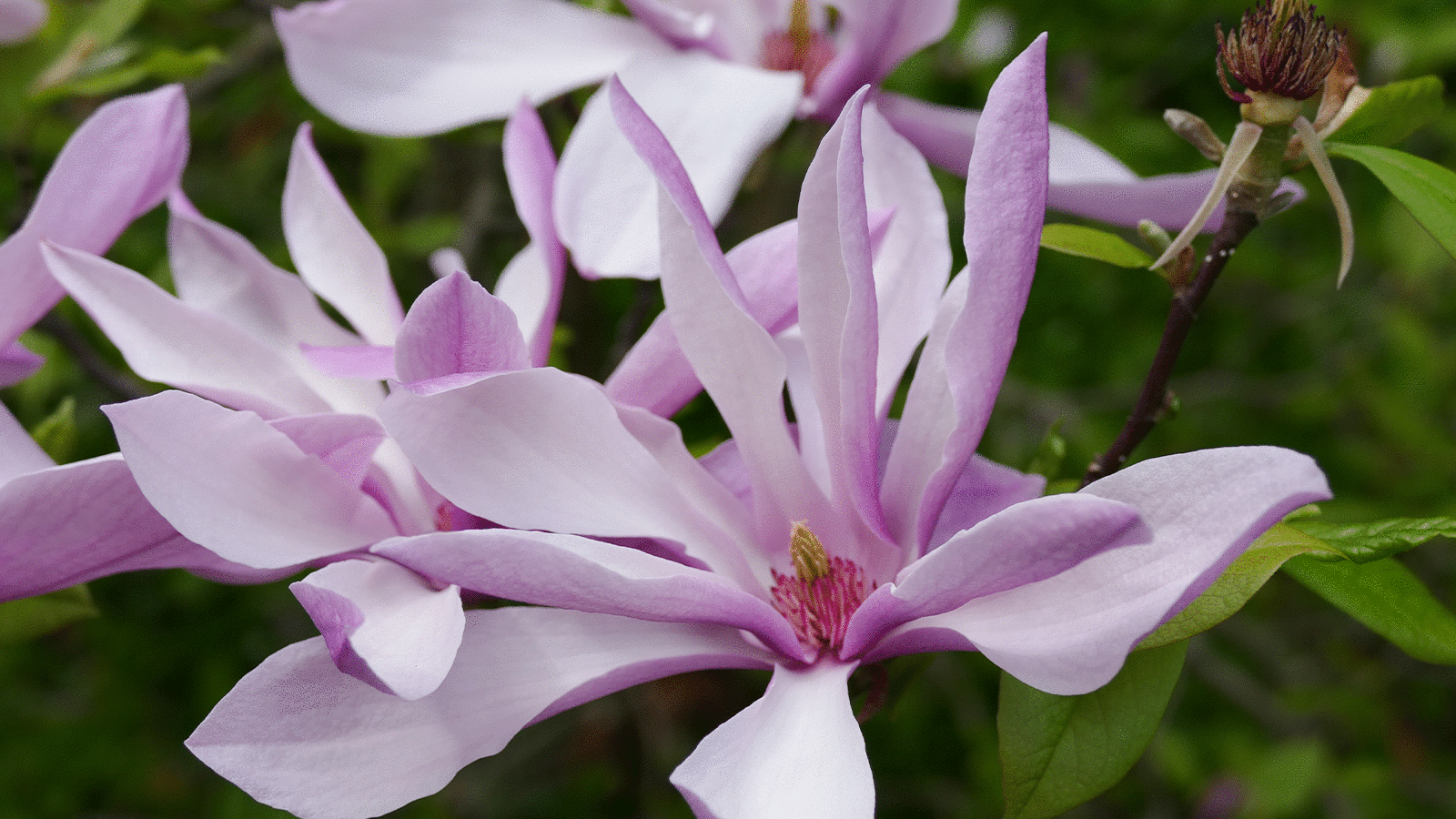 Bepflanzung von Gartenanlagen