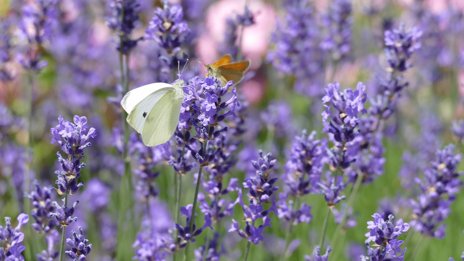 Bepflanzung von Gartenanlagen